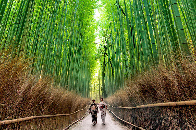 嵯峨野竹林